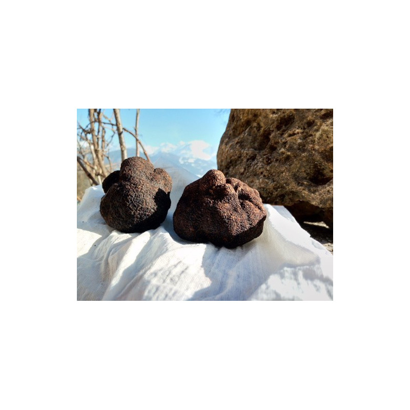 Truffes melanosporum