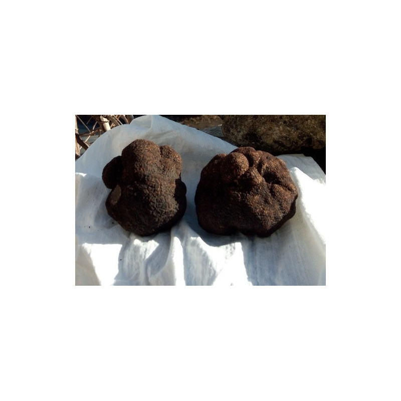 Truffes melanosporum